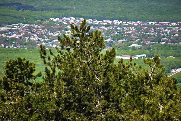 美丽的高山松树坐落在城市的背景上 — 图库照片