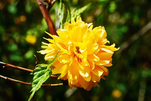 Flor Arbusto Kerria Japonés Terry Hermosas Flores Amarillas Jardín Primavera —  Fotos de Stock