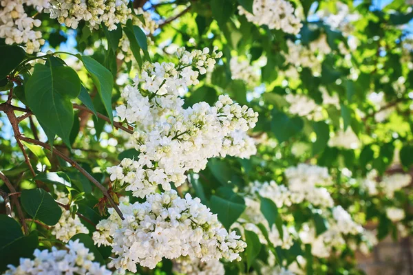 Blooming Branch Lilac Spring Flowering Spring Flowering Close Macro Selective — Stock Photo, Image