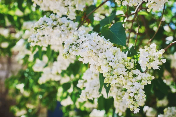 Blooming Branch Lilac Spring Flowering Spring Flowering Close Macro Selective — Stock Photo, Image