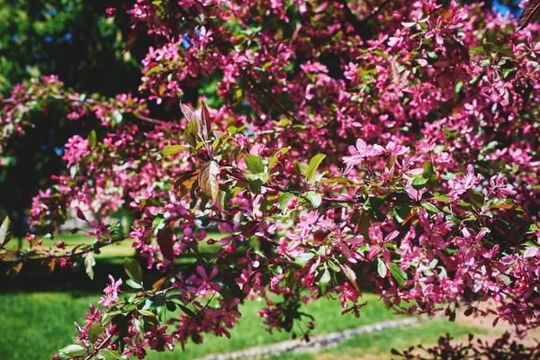 Malus Kraliyet ailesinden dekoratif bir elma ağacının çiçek açan dalı. Güzel koyu pembe çiçekler. Güneşli bir bahar günü. Yakın çekim, seçici odaklanma