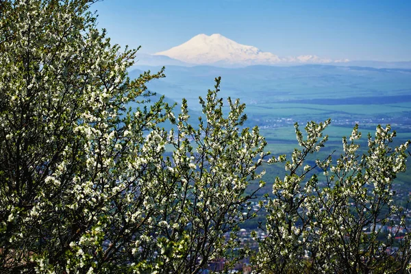 Prachtige Bloeiende Appelboom Takken Het Voorjaar Mount Elbrus Aan Horizon Stockfoto