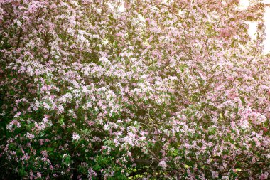 Ola cinsinden dekoratif bir elma ağacının çiçek açan dalı. Güzel koyu pembe çiçekler. Güneşli bir bahar günü. Yakın çekim, seçici odaklanma