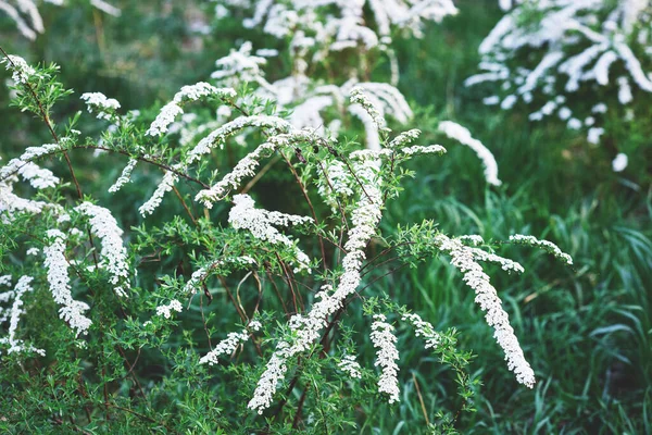 Beaux Buissons Spirea Avec Des Fleurs Blanches Luxuriantes Jour Printemps — Photo