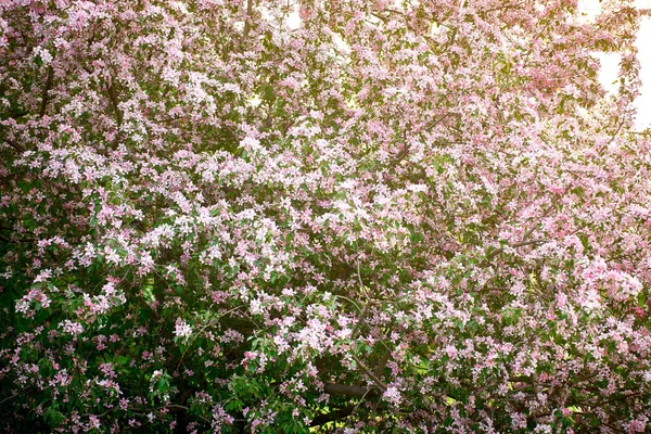 Ola cinsinden dekoratif bir elma ağacının çiçek açan dalı. Güzel koyu pembe çiçekler. Güneşli bir bahar günü. Yakın çekim, seçici odaklanma