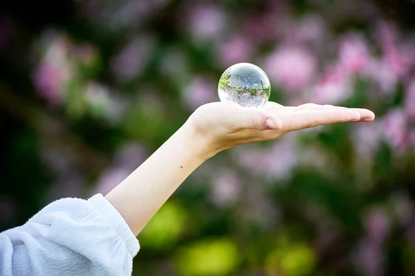 A woman's hand with a glass ball with a reflection of a flowering tree. Optical illusion, focus.