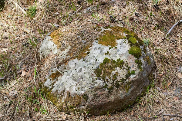 Granite stone covered with moss in the forest. Close-up, selective focus