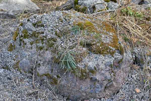 Piedra Granito Cubierta Musgo Bosque Primer Plano Enfoque Selectivo — Foto de Stock