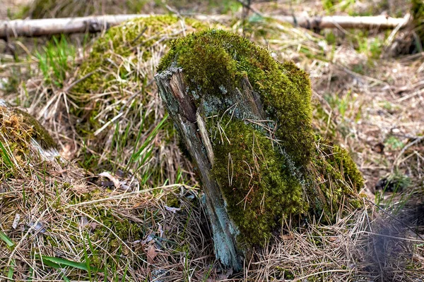 Granite stone covered with moss in the forest. Close-up, selective focus