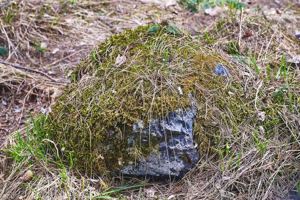 Granite stone covered with moss in the forest. Close-up, selective focus