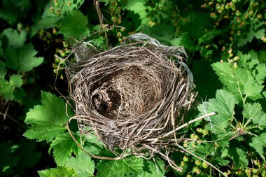 Kuşların ilkbaharda dönmesini bekleyen kuş üzümlü çalılıklarda küçük boş bir kuş yuvası. Yakın çekim, seçici odaklanma