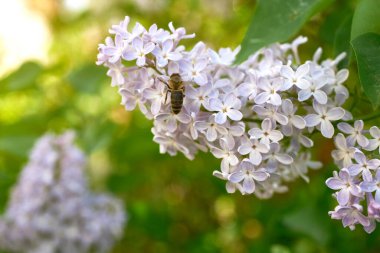 Yeşil yapraklı güzel mor eflatun cilt bakımı. Ağaçların bahar çiçekleri. Yakın çekim, seçici odaklanma, makro.