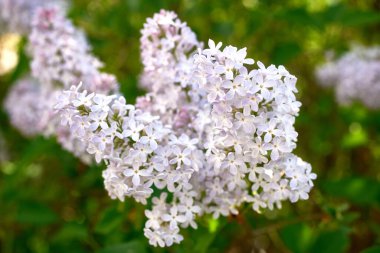 Yeşil yapraklı güzel mor eflatun cilt bakımı. Ağaçların bahar çiçekleri. Yakın çekim, seçici odaklanma, makro.