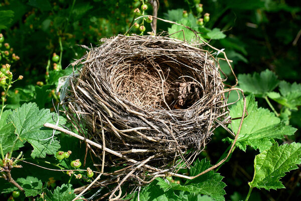 A small empty bird's nest in a currant bush, waiting for the birds to return in the spring. Close-up, selective focus