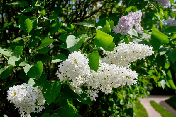 Beautiful White Purple Lilac Inflorescences Green Foliage Spring Flowering Trees — Stock Photo, Image