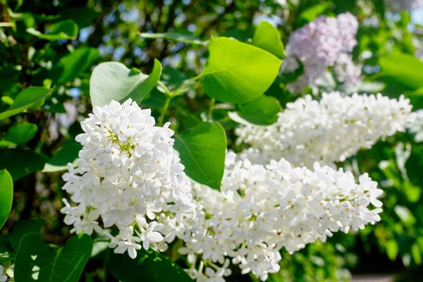 Beautiful White Purple Lilac Inflorescences Green Foliage Spring Flowering Trees — Stock Photo, Image