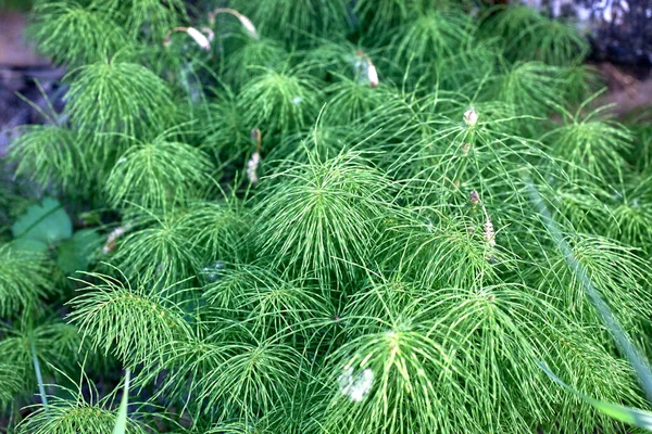 Bushes Field Horsetail Beautiful Green Background Close Selective Focus — Stock Photo, Image