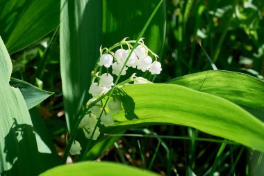 Yeşil yapraklardan oluşan arka planda beyaz vadi zambağı çiçekleri. Yakın çekim, makro, seçici odaklanma