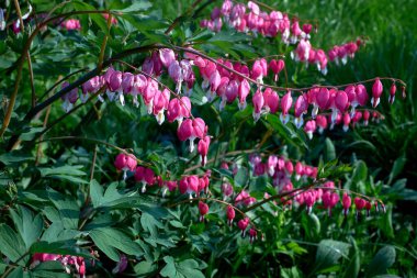 Yeşil çimenli arka planda güzel pembe dicentra çiçekler. Yakın çekim, makro, seçici odaklanma