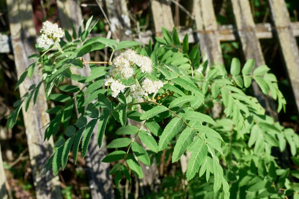 Flowering Rowan Branch Old Wooden Fence Aged Texture Background Close — Stock Photo, Image