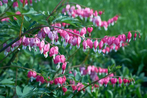 Piękne Jasne Różowe Kwiaty Dicentra Zielonym Trawiastym Tle Zbliżenie Makro Obrazek Stockowy