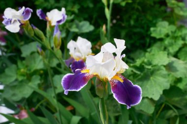 Yeşil arka planda beyaz-mor taç yaprakları olan Iris çiçekleri. Yakın çekim, makro, seçici odaklanma