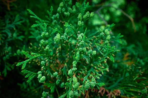 Small Young Cones Thuja Tree Spring Flowering Green Background Bokeh — Stock Photo, Image