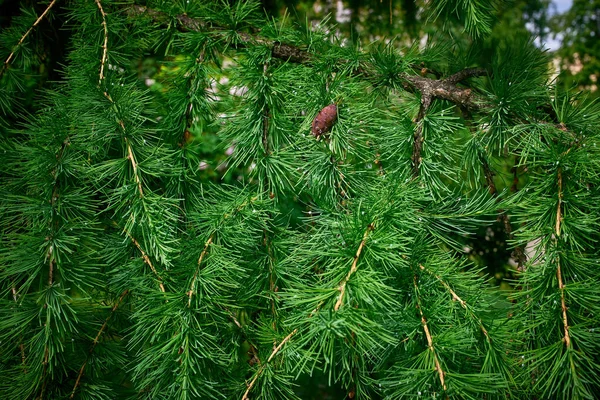Nålar Och Blommande Kon Ett Lärkträd Grön Bakgrund Närbild Makro — Stockfoto