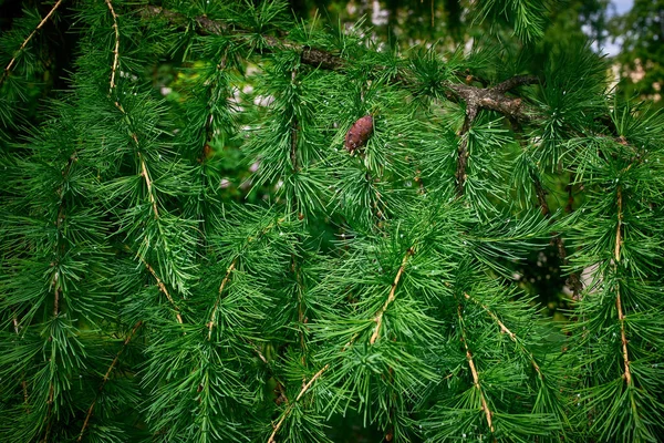 Des Aiguilles Cône Fleuri Sur Mélèze Fond Vert Gros Plan — Photo