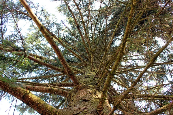 Fir-tree upwards — Stock Photo, Image