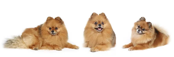 Grupp Spitz Typ Hund Panoramautsikt Isolerad Vit — Stockfoto