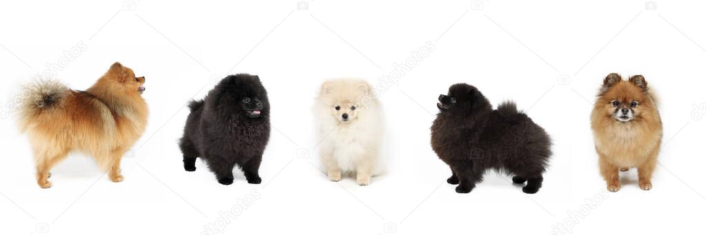 group of spitz type dog in panoramic view isolated on white 