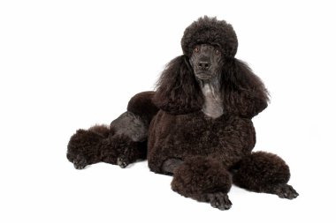 Beyaz, siyah kraliyet kanişi. 