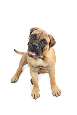 Güzel kafalı köpek yavrusu beyaz kameraya bakıyor. 