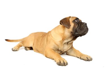 bulmastiff köpek yavrusu beyazda izole edilmiş 