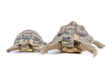 Hermann kaplumbağası beyaz arka planda izole edildi 