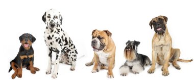 Rottweiler Dalmaçyalı köpekli bir grup farklı köpek. Minyatür schnauzer ve bullmastiff beyaz arka planda izole edilmiş.
