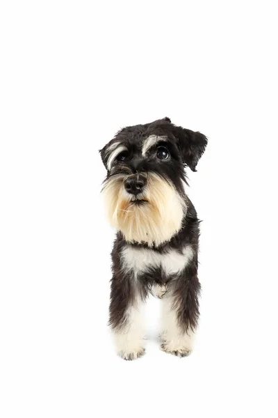 Chiot Schnauzer Miniature Noir Argent Isolé Sur Fond Blanc — Photo