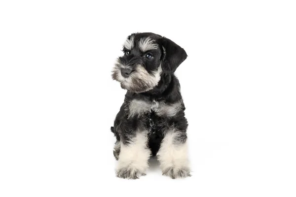Miniature Schnauzer Puppy Black Silver Isolated White Background — Stock Photo, Image
