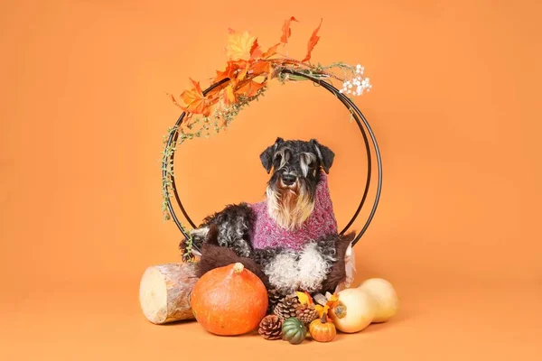 Schnauzer Miniature Avec Décoration Automne Citrouilles Aux Feuilles Orange Fond — Photo