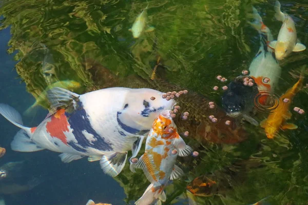 Koi Carp Shirt Eating Pond — Stock Photo, Image