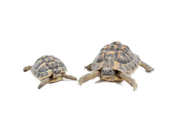 Turtle Hermann Isolated White — Stock Photo, Image