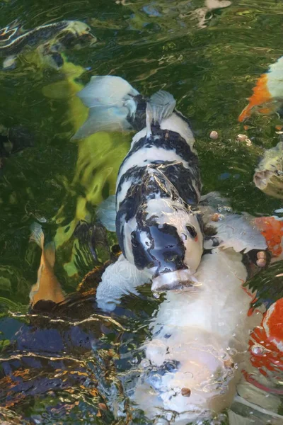 Koi Karpfen Shiro Isst Einem Teich — Stockfoto