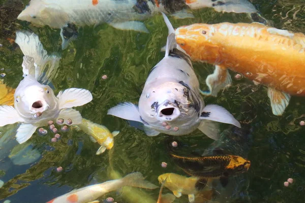 Ikan Koi Carp Shiro Makan Kolam — Stok Foto