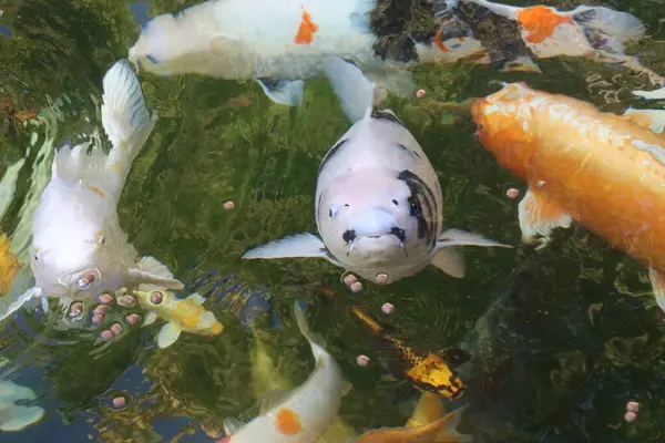 Carpa Koi Shiro Comer Uma Lagoa — Fotografia de Stock
