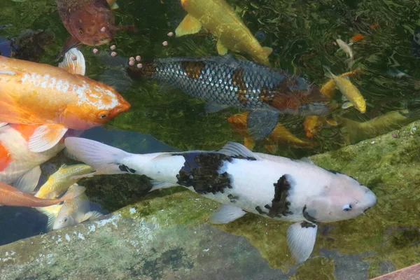 Ikan Koi Carp Shiro Makan Kolam — Stok Foto