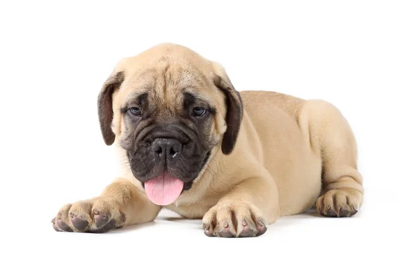 Bullmastiff Puppy Geïsoleerd Witte Achtergrond — Stockfoto