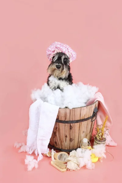 Schnauzer Miniature Avec Bonnet Bain Dans Une Baignoire Bois Avec — Photo