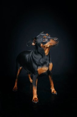 Siyah arka planda duran minyatür pinscher. 
