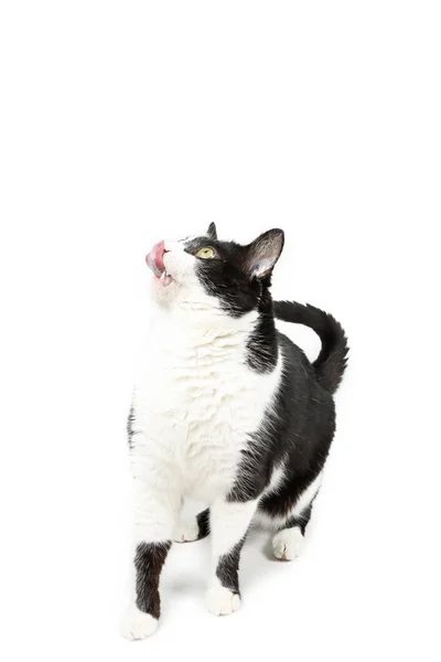 Siyah Beyaz Kedi Kendini Yalıyor — Stok fotoğraf